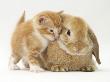 Domestic Kitten (Felis Catus) Next To Bunny, Domestic Rabbit by Jane Burton Limited Edition Print