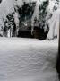 Snow Covered Tree, Boulder, Colorado by Michael Brown Limited Edition Print