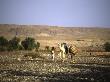 Camels Walking With A Man, Morocco by Michael Brown Limited Edition Print