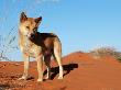 Dingo On Sand Dunes, Northern Territory, Australia by Bartussek Limited Edition Print