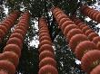 Red Chineese Lanterns Hanging From A Tree by Ryan Ross Limited Edition Pricing Art Print