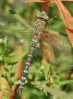 Southern Hawker Dragonfly Broxwater, Cornwall, Uk by Ross Hoddinott Limited Edition Print