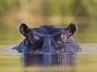 Hippopotamus, Moremi Wildlife Reserve, Botswana by Tony Heald Limited Edition Print
