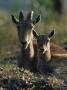 Nilgiri Tahr Endangered, Mother With Young, Eravikulam Np, Western Ghats, Kerala, India by Jean-Pierre Zwaenepoel Limited Edition Pricing Art Print