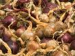 Home Grown Shallots And Red Onions Drying Outside Late Summer, England, Uk by Gary Smith Limited Edition Print