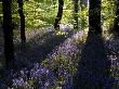Lanhydrock Beech Woodland With Bluebells In Spring, Cornwall, Uk by Ross Hoddinott Limited Edition Print