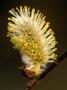 Sallow Pussy Willow Catkin, Cornwall, Uk by Ross Hoddinott Limited Edition Pricing Art Print