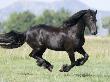 Black Friesian Gelding Running In Field, Longmont, Colorado, Usa by Carol Walker Limited Edition Print