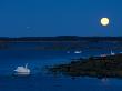 Mute Swan Before Sunrise With Full Moon, Hornborgasjon Lake, Sweden by Inaki Relanzon Limited Edition Print