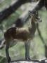 Klipspringer On Rock, Kruger Np, South Africa by Tony Heald Limited Edition Print