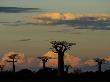 Baobab Trees In Baobabs Avenue, Near Morondava, West Madagascar by Inaki Relanzon Limited Edition Print