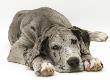 Blue Harlequin Great Dane Pup, 'Maisie', Lying With Chin On The Floor by Jane Burton Limited Edition Print