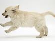 Golden Retriever Puppy, 9 Weeks Old, Running by Jane Burton Limited Edition Print
