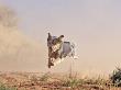 Cowdog Taking A Flying Leap, Flitner Ranch, Shell, Wyoming, Usa by Carol Walker Limited Edition Print