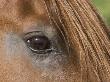 Close Up Of Eye Of Chestnut Peruvian Paso Stallion, Sante Fe, New Mexico, Usa by Carol Walker Limited Edition Print