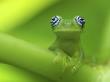 Ghost Glass Frog Portrait, Costa Rica by Edwin Giesbers Limited Edition Print