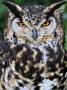 Head Portrait Of Spotted Eagle-Owl Captive, France by Eric Baccega Limited Edition Print