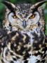 Head Portrait Of Spotted Eagle-Owl Captive, France by Eric Baccega Limited Edition Pricing Art Print