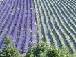 Field Of Lavander Flowers Ready For Harvest And Harvested, Valensole, Provence, France, June 2004 by Inaki Relanzon Limited Edition Print