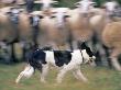 Sheepdog Rounding Up Domestic Sheep Bergueda, Spain, August 2004 by Inaki Relanzon Limited Edition Pricing Art Print