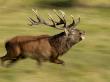 Red Deer Stag Running During Rut, Dyrehaven, Denmark by Edwin Giesbers Limited Edition Print
