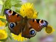Peacock Butterfly On Fleabane Flowers, Hertfordshire, England, Uk by Andy Sands Limited Edition Print