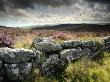 Dry Stone Wall, Near Birch Tor, Dartmoor Np, Devon. September 2008 by Ross Hoddinott Limited Edition Print