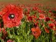 Field Of Common Poppies Hertfordshire, England, Uk by Andy Sands Limited Edition Print