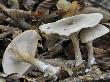 Clouded Funnel Agaric Fungus Amongst Fallen Beech Leaves, Belgium by Philippe Clement Limited Edition Print