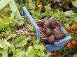 Home Grown Organic Beetroot, 'Detroit' In Blue Wooden Trug Beside Vegeteble Plot, Norfolk, Uk by Gary Smith Limited Edition Print
