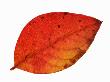 Highbush Swamp Blueberry Leaf In Autumn Colours, Native To North America by Philippe Clement Limited Edition Print