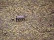 Young Northern White Rhinoceros From Anti-Poaching Aircraft In 1989, Garamba Np, Dem Rep Congo by Mark Carwardine Limited Edition Print