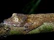 Leaf Tailed Gecko Camouflaged On Branch At Night, Nosy Mangabe, North-Eastern Madagascar by Mark Carwardine Limited Edition Print