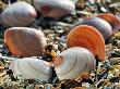 Baltic Tellin Shells On Beach, Belgium by Philippe Clement Limited Edition Print