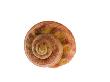 Turban Top Shell, Mediterranean, France by Philippe Clement Limited Edition Print