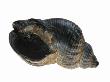 Common Whelk From The North Sea, Shell Showing Aperture, Belgium by Philippe Clement Limited Edition Print