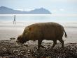 Bearded Pig Foraging On The Beach, Bako National Park, Sarawak, Borneo 2008 by Tony Heald Limited Edition Pricing Art Print