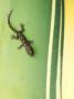 Gecko On Plant, Madagascar by Edwin Giesbers Limited Edition Print