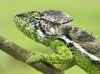 Oustalet's Chameleon Portrait, Madagascar by Edwin Giesbers Limited Edition Print