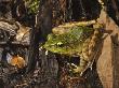 Mountain Torrent Frog On Forest Floor, Kinabalu, Sabah, Borneo by Tony Heald Limited Edition Print