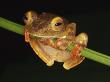 Harlequin Tree Frog On Stem Of Rainforest Plant, Danum Valley, Sabah, Borneo by Tony Heald Limited Edition Print