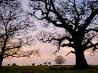 Tree Silhouettes On Backley Plain, New Forest National Park, Hampshire, England by Adam Burton Limited Edition Print