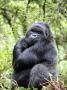 Male Silverback Mountain Gorilla Sitting, Volcanoes National Park, Rwanda, Africa by Eric Baccega Limited Edition Print