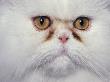 White Persian Cat, Close Up Of Face by Adriano Bacchella Limited Edition Print