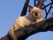 Ragdoll Cat Resting In Tree, Italy by Adriano Bacchella Limited Edition Print