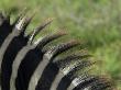 Common Zebra Close-Up Of Mane Detail, Tanzania by Edwin Giesbers Limited Edition Print