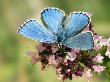 Adonis Blue Male Feeding On Marjoram, Oxfordshire, England, Uk by Andy Sands Limited Edition Print