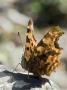 Comma Butterfly Perched On Rock, West Sussex, England, Uk by Andy Sands Limited Edition Print