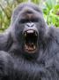 Male Silverback Mountain Gorilla Yawning, Volcanoes National Park, Rwanda, Africa by Eric Baccega Limited Edition Print