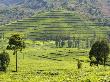 Tea Plantation Near Nyunguwe, Rwanda, Africa by Eric Baccega Limited Edition Print